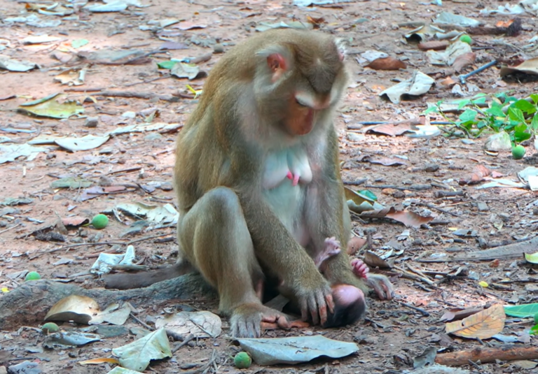 Baby Monkey Learns Patience From Its Gentle Mother