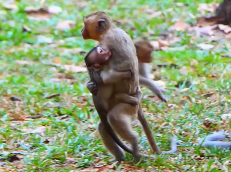 An Older Mother Monkey Keeps Her Newborn Close