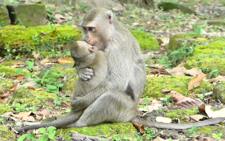 Mother Monkey Anita’s Playful Moment With Astra