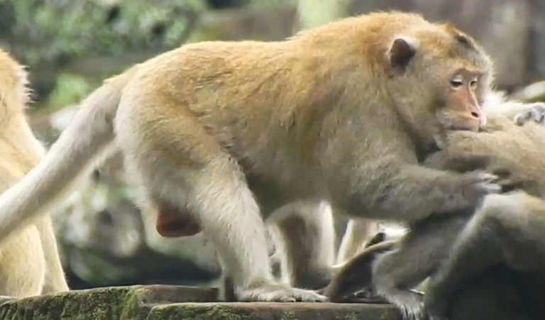 Mother Monkey Jane Protects Her Baby From Male Asuse