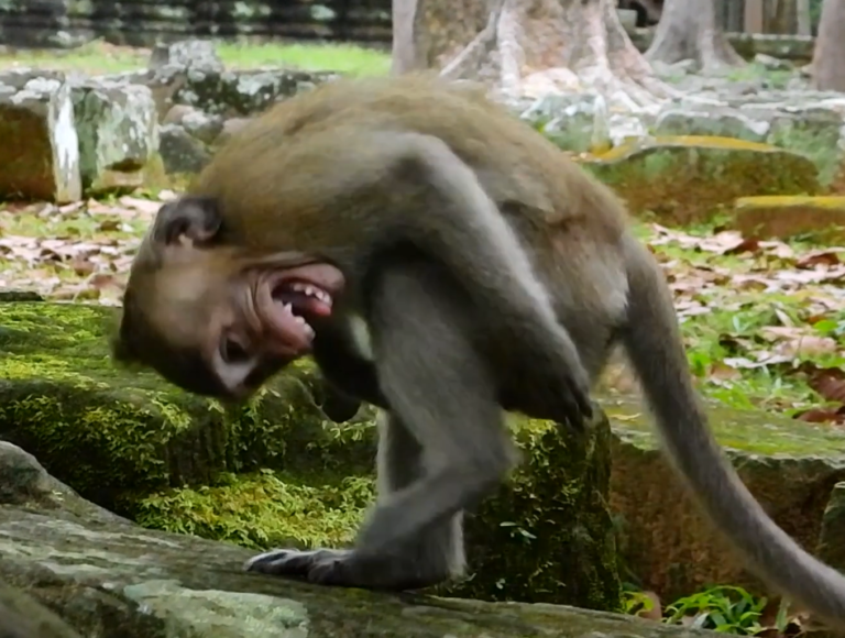 Baby Monkey Dito Protests as Mom Starts Weaning Him