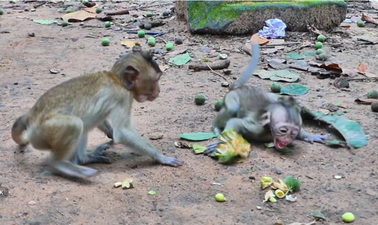Baby Monkeys Baxter and Eleanor Argue Over Food