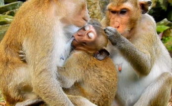 Adorable baby monkey with a duck-like face reaching toward its mother while being weaned from milk.
