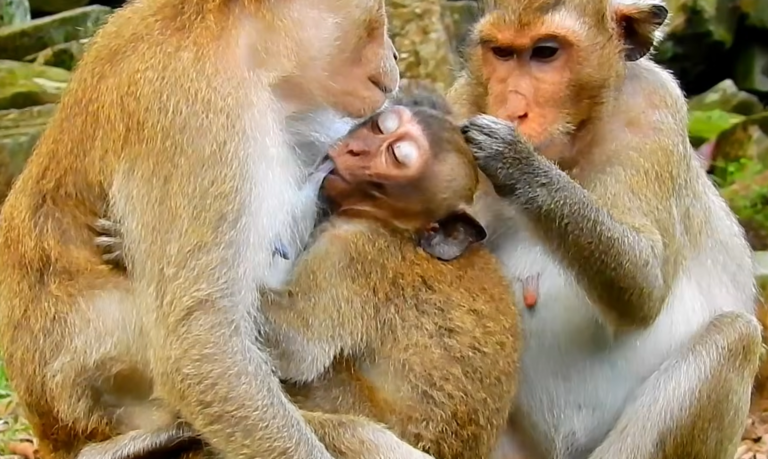Baby Monkey Reaches for Mom During a Weaning Moment