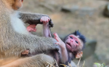 Young Amaya gently cares for her newborn baby, Baby Fabulous, as she begins her journey into motherhood.