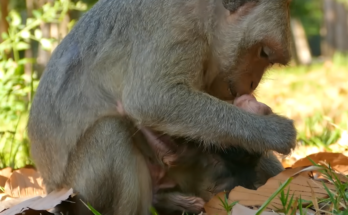Mother monkey Jade gently interacts with her 12-hour-old newborn baby Julina during an emotional moment, as the tiny baby cries beside her mother.