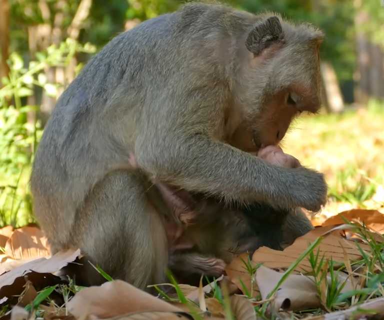Mother Monkey Jade’s First Moments With Newborn Julina
