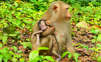 A sweet newborn baby monkey only a few hours old resting closely beside his mother in a tender early moment of life.