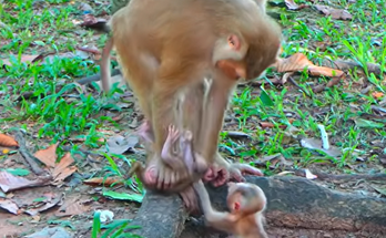 A little monkey becomes fussy while his mother patiently stays nearby and tries to understand what he needs.