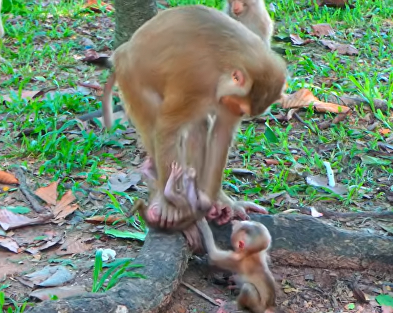 Fussy Little Monkey and His Patient, Caring Mother