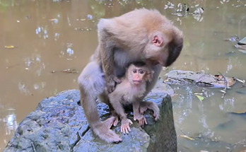 A tiny orphaned baby monkey found alone in the wild, appearing to need milk, care, and protection.