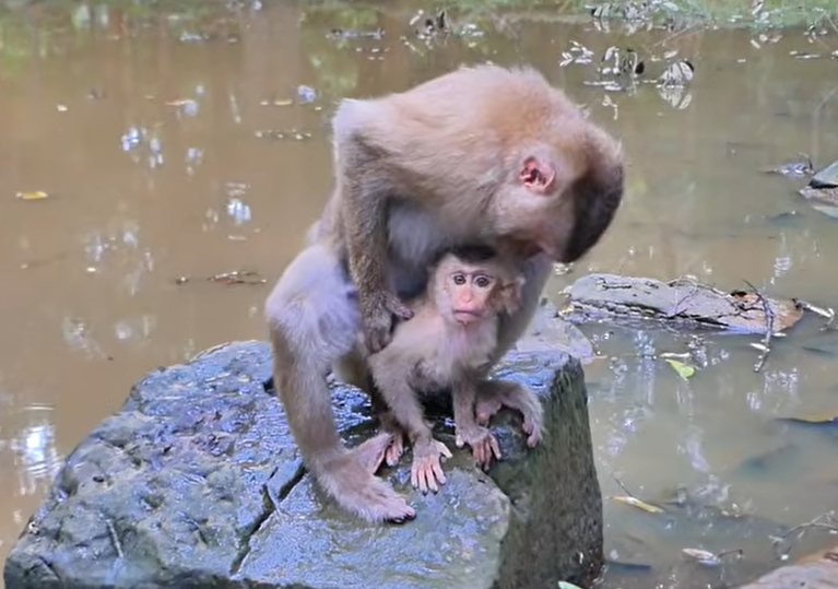 Tiny Orphaned Monkey Found Alone, Needing Milk and Care