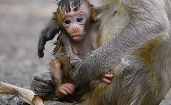 A baby monkey peacefully staying close to its mother during a heartwarming moment in nature.