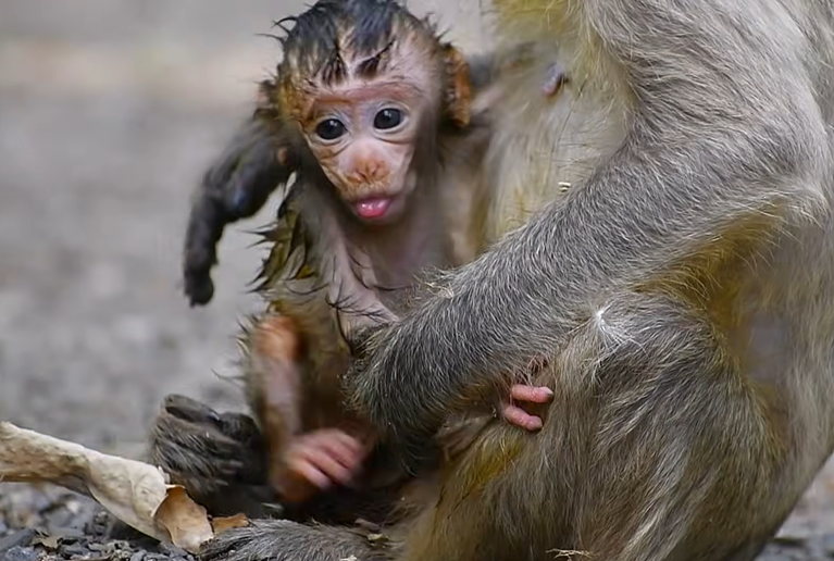 A Baby Monkey’s Peaceful Moments With Mom