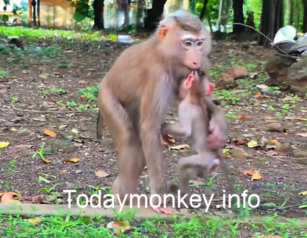 A young mother monkey interacting with her small baby during an emotional and unusual moment in the wild.