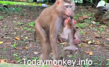 A young mother monkey interacting with her small baby during an emotional and unusual moment in the wild.