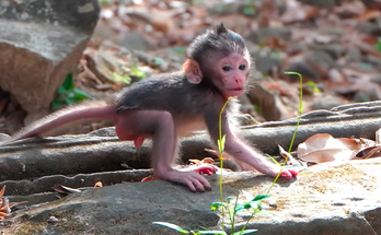 A tiny baby monkey stays close to Mother Button, seeking comfort and security as the protective mother gently watches over and guides her little one.