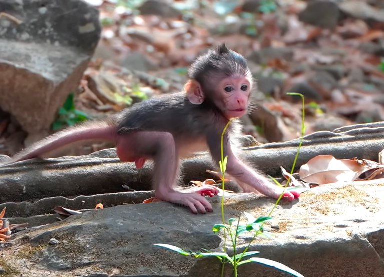 A Tiny Baby Finds Comfort With Mother Button
