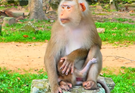A tiny baby monkey is gently held close by its mother, whose large hands carefully support and protect the little one.