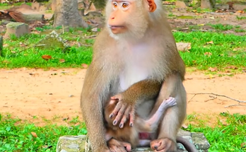 A tiny baby monkey is gently held close by its mother, whose large hands carefully support and protect the little one.