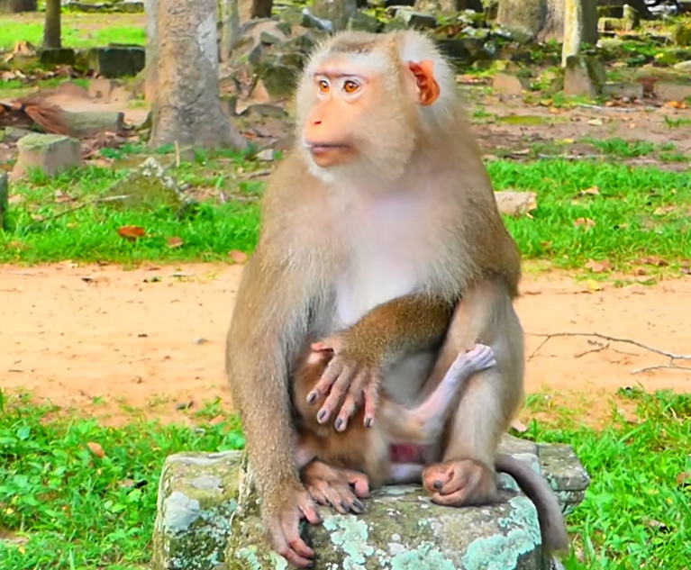Mother’s Big Hands Gently Hold Her Tiny Baby Monkey