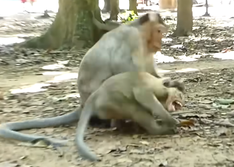 A Baby Monkey Keeps Asking Mom for Milk