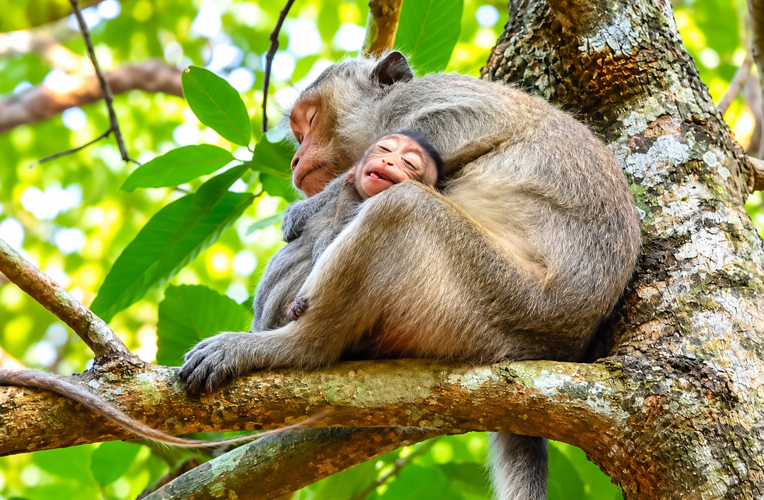 Weaning Time: A Macaque Mother Pushes Her Baby to Grow Up