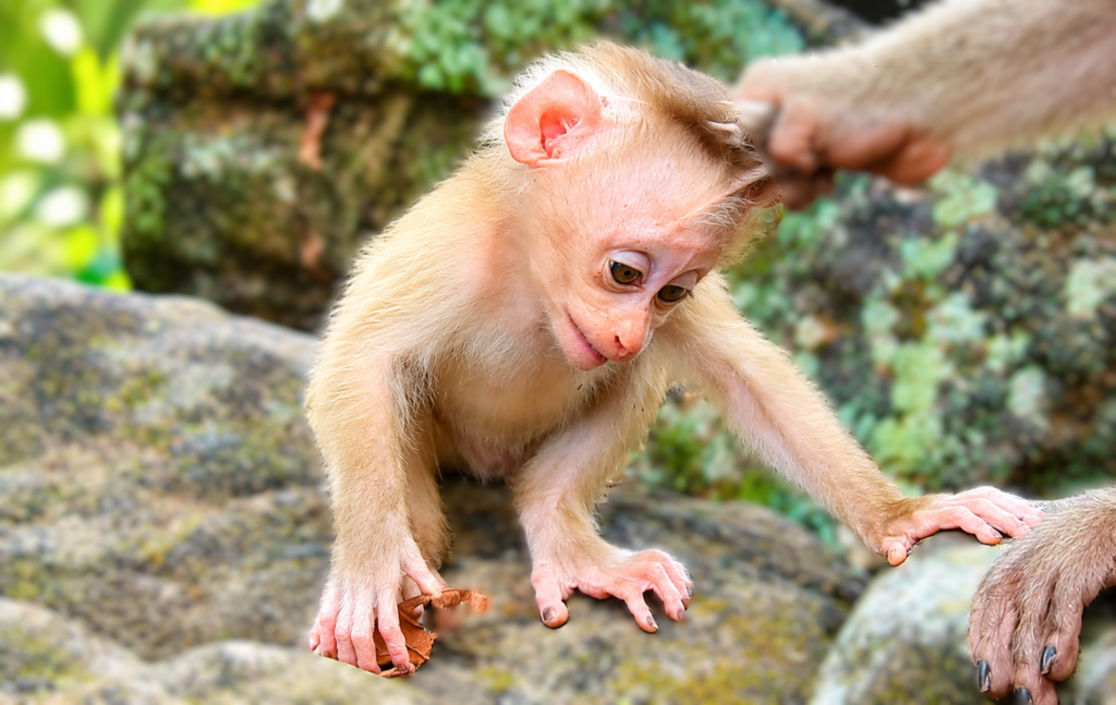 A Mother Macaque Drags Her Baby Across the Sand