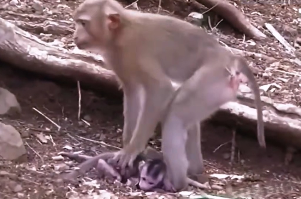 A young monkey sits quietly away from its mother, capturing a tender moment of the close bond between mother and baby.