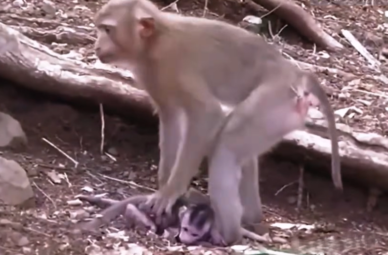 A Tiny Monkey Waits Patiently for Mom to Return