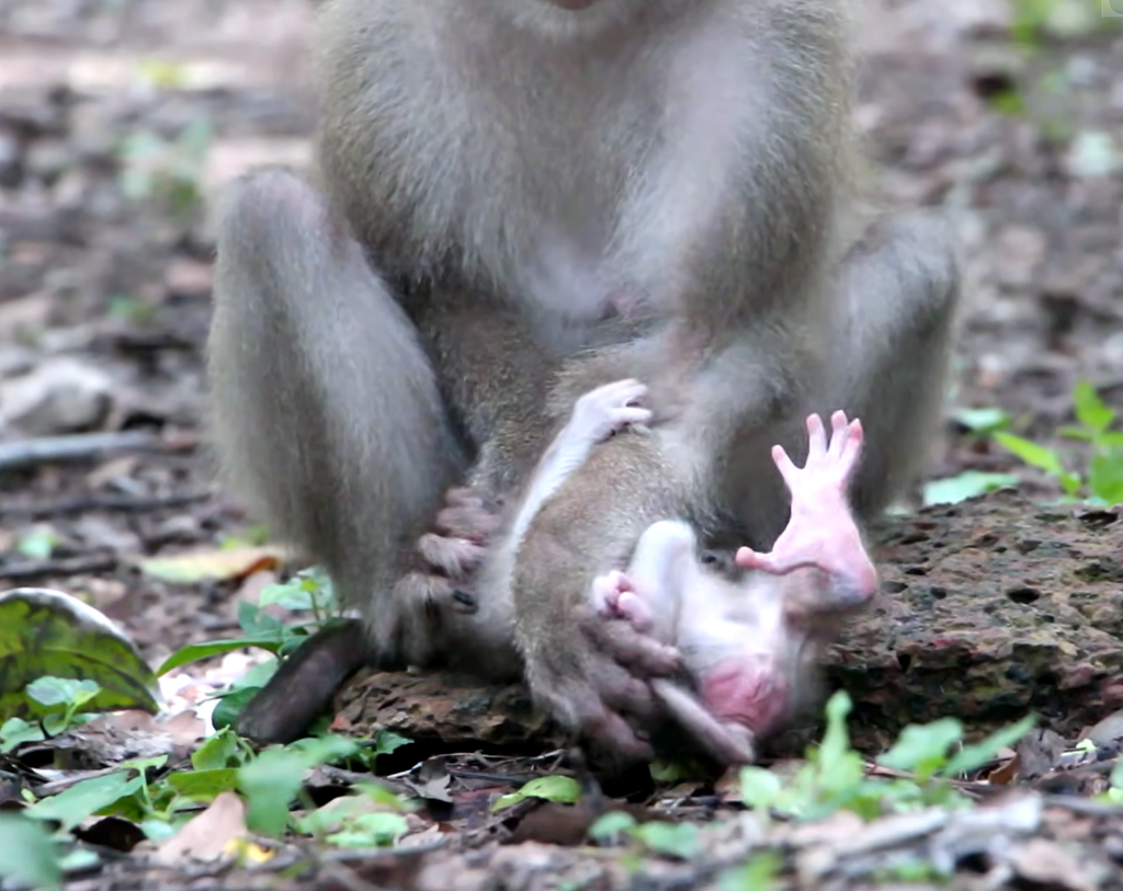 A beautiful young monkey mother gently stays close to her newborn baby as she begins learning how to care for her little one.