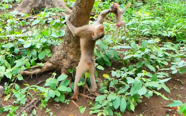 A Young Macaque Mother’s Rough-and-Tumble Play With Her Baby