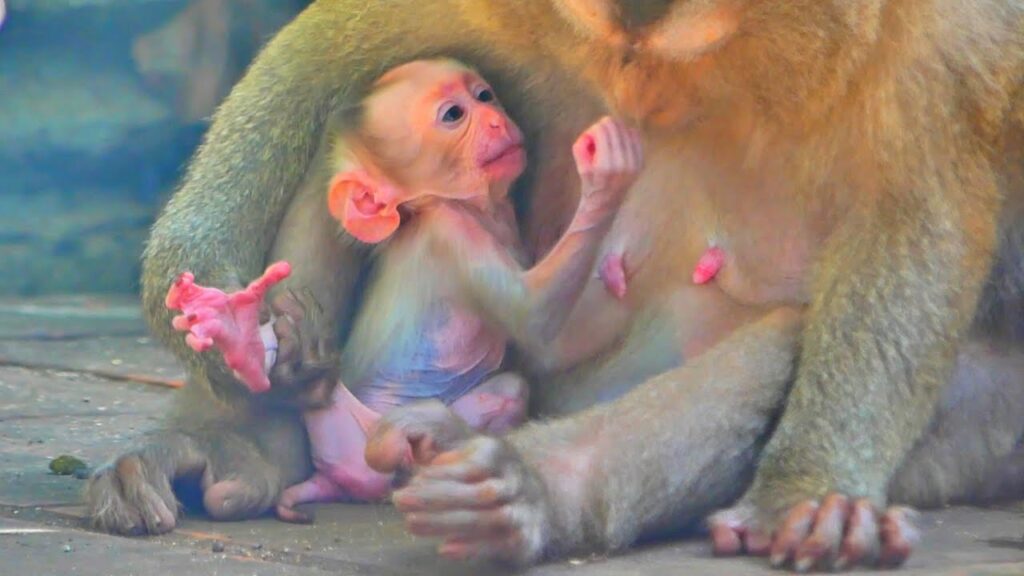 A Newborn Monkey Clings to Its Mother in Close-Up Footage