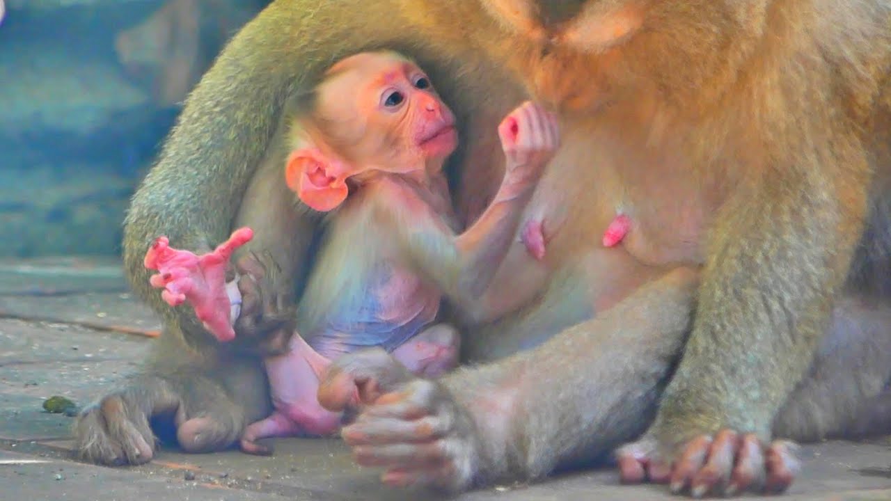 A Newborn Monkey Clings to Its Mother in Close-Up Footage