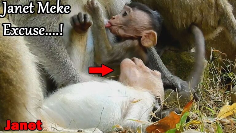 Janet the Macaque Tries Every Trick to Nurse from Jane
