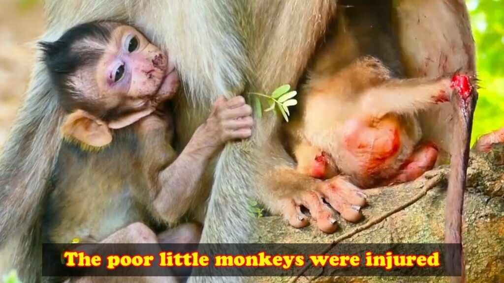 Injured Baby Macaques Cling to Mom in the Forest