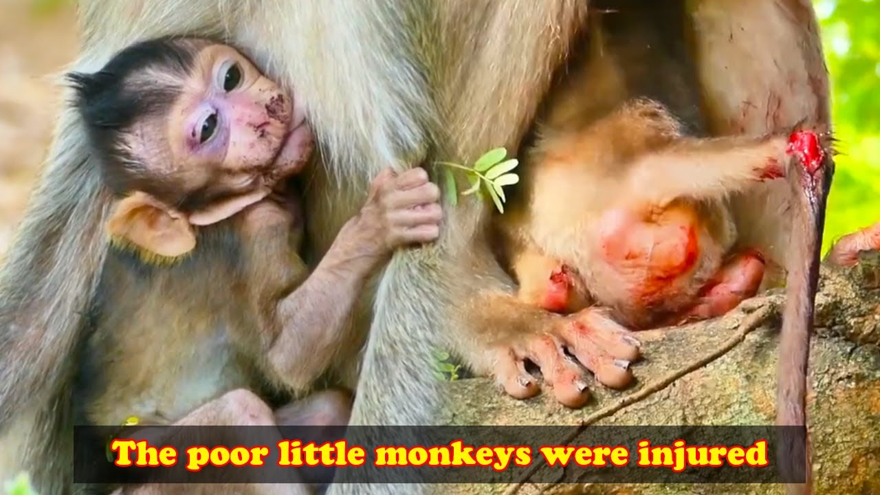 A baby macaque with a wounded foot clings to its mother on a tree branch