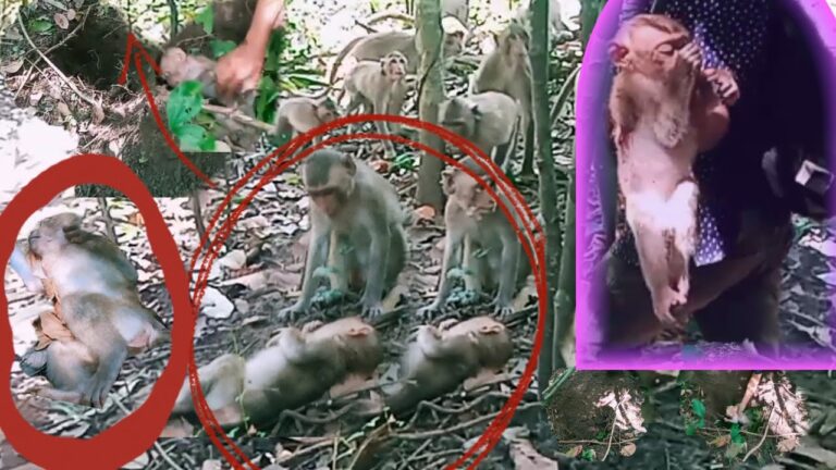 A Forest Troop Gathers Around a Fallen Baby Macaque