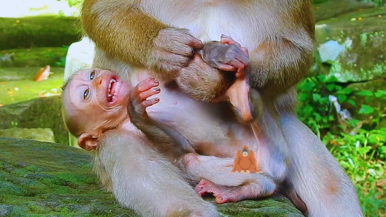 Baby Monkey Alfie Cries Out for His Mother's Care