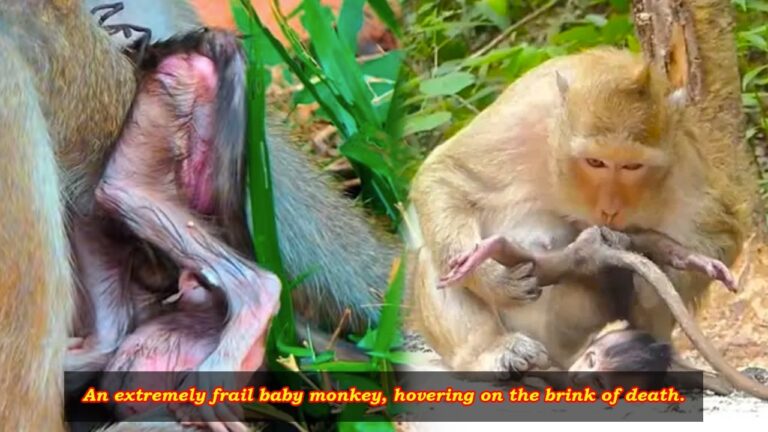 Frail Baby Macaque Clings to Mother’s Back in Raw Footage