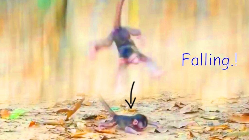 A Baby Monkey's Fall: Watching a Mother's Close Call in Kampong Cham
