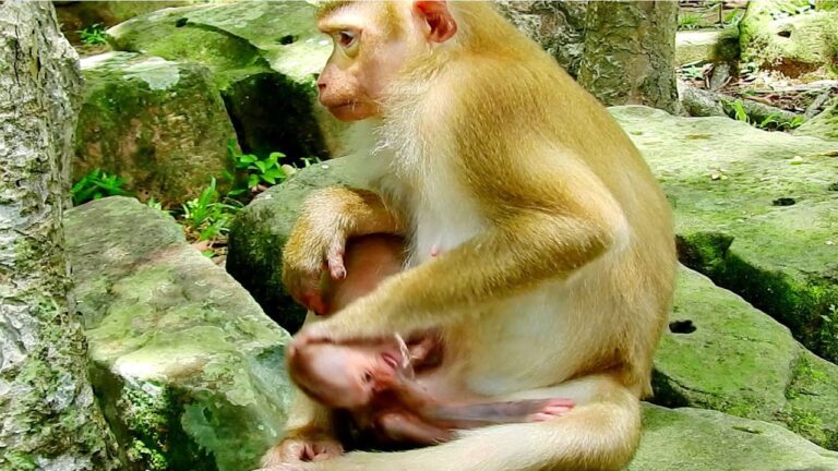 A Mother Macaque Cradles Her Newborn on the Rocks at Bayon