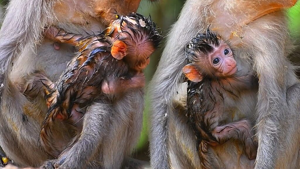 A Young Mother Macaque Cradles Her Newborn in the Forest