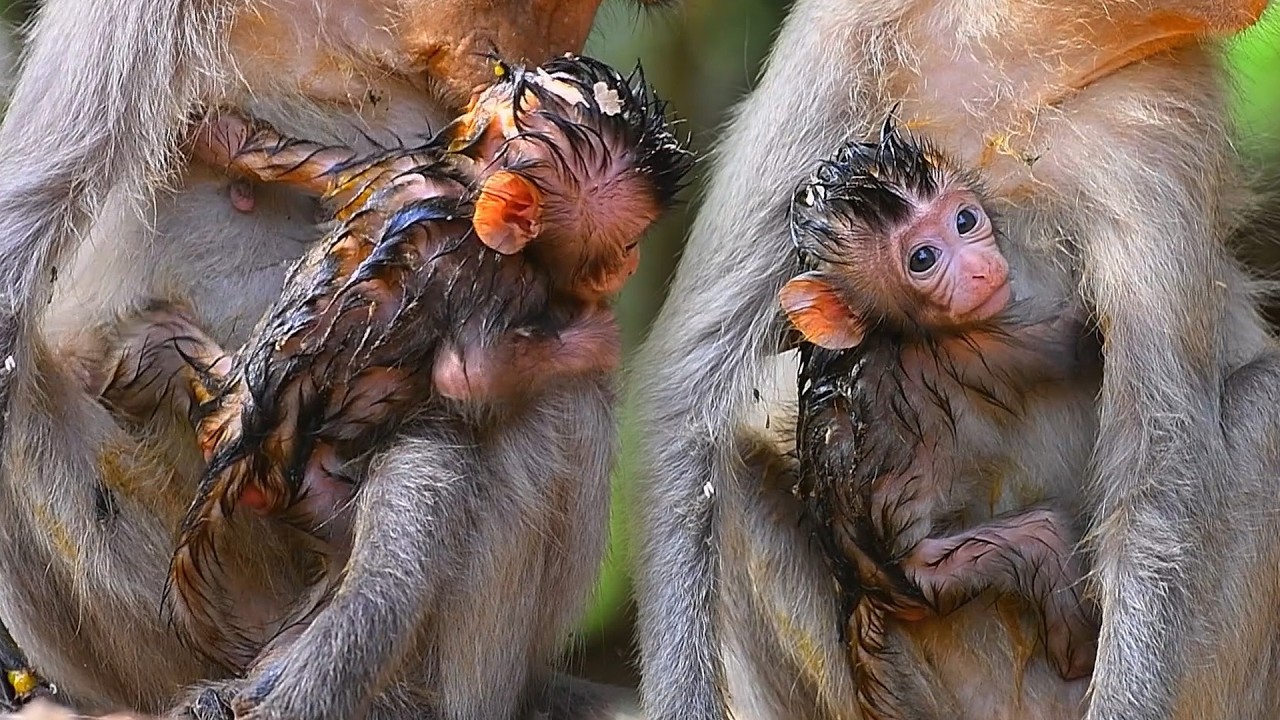 A mother macaque holds her wet, newborn infant close against her body