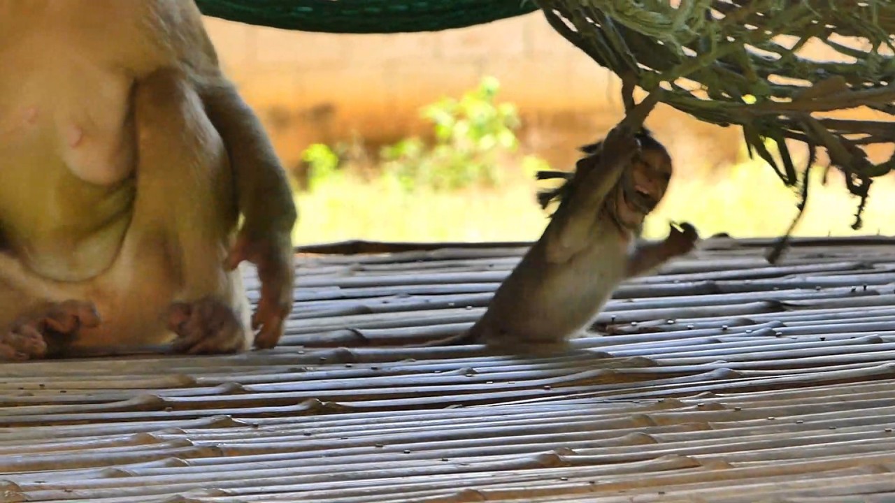 Baby Monkey Tangled in a Hammock Net as the Troop Watches