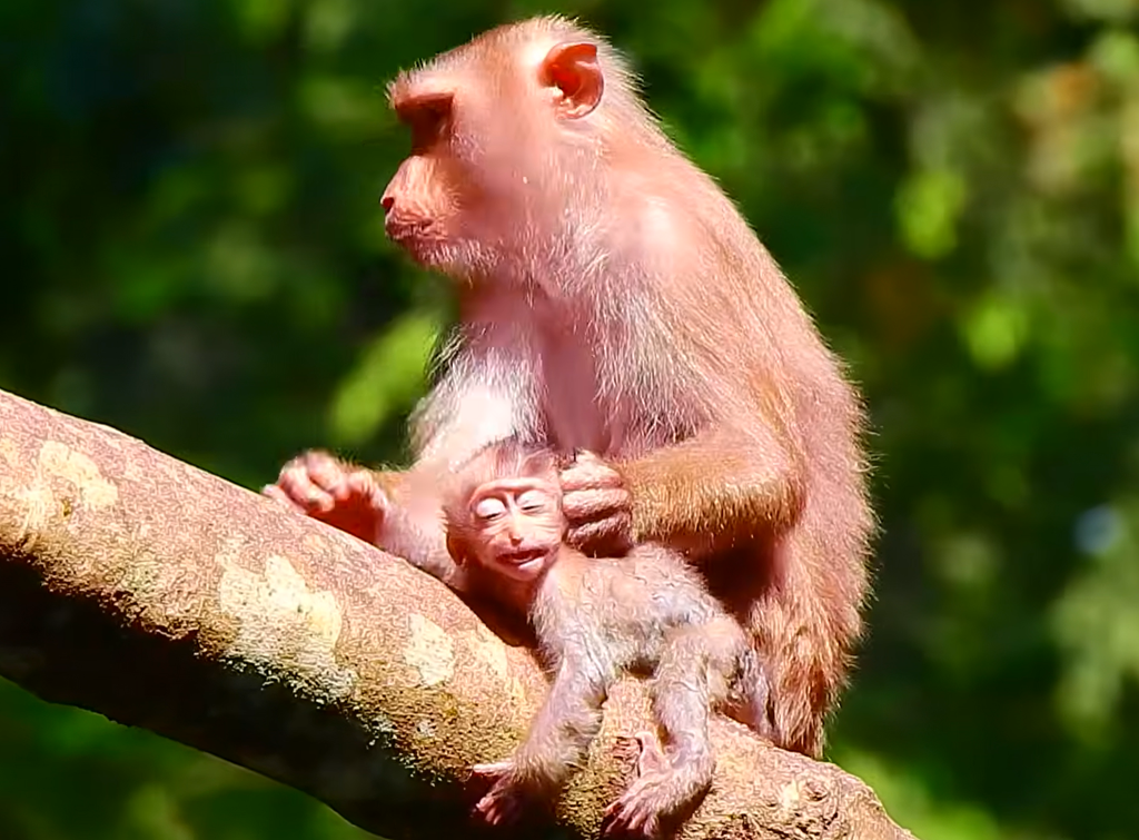 Mother monkey Libby reaches toward baby Rainbow’s ears during a close interaction between the mother and her little one.