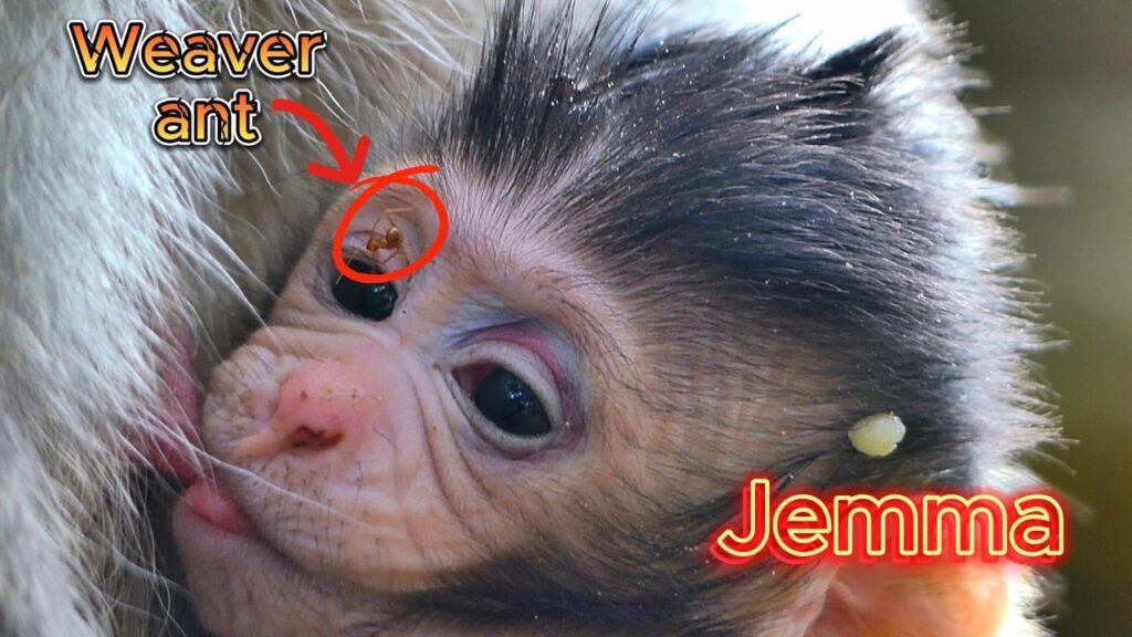 A Weaver Ant Bites Baby Monkey Jemma While She Clings to Mom