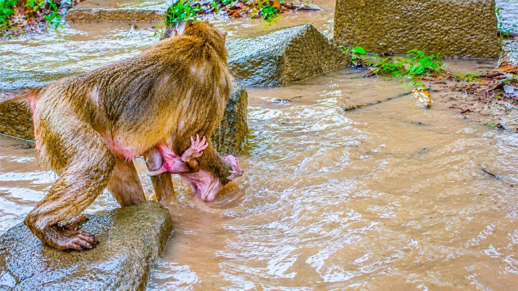 A Two-Week-Old Macaque Learns to Move on His Own