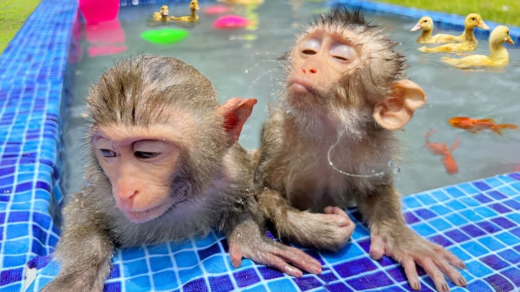 Baby Monkey Bim Bim Visits the Pool and Opens Surprise Eggs
